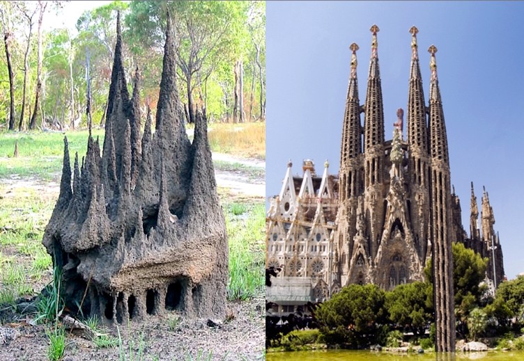 termites & temples
