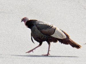 wild hen turkey