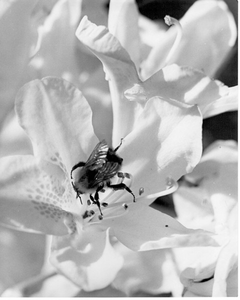 Bumble bee in flower