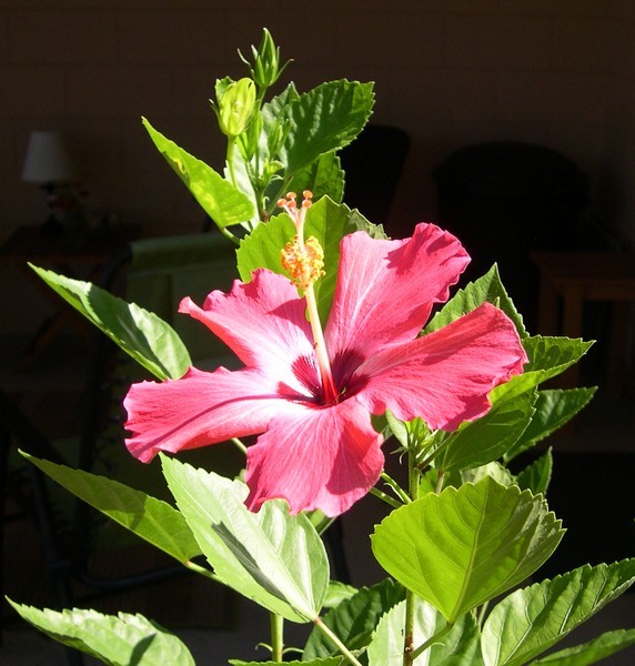 hibiscus