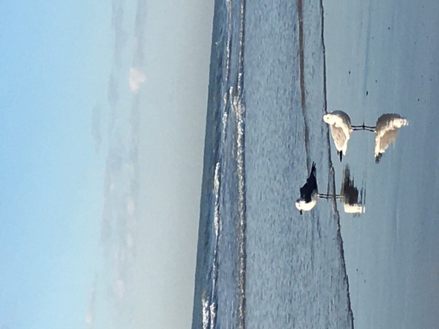 Galveston, TX visitors