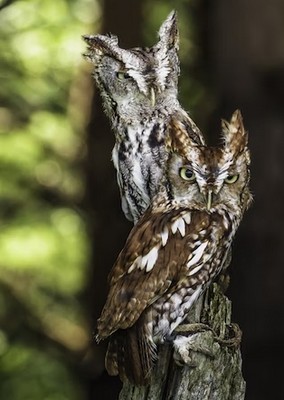 owl