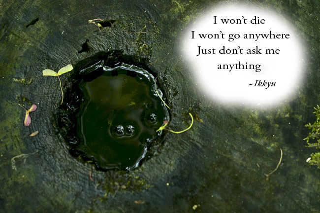 Abigail Amalton, Ikkyu