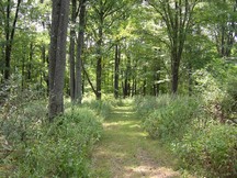 walking trail
