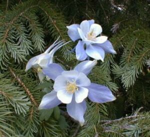 Columbines. Photo: Bob Fergeson
