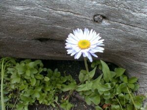 Mountain flower. Photo: Bob Fergeson