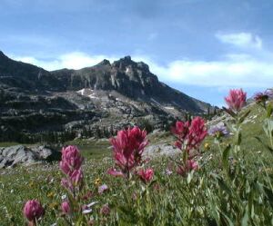 paintbrush flowers, photo by Bob Fergeson