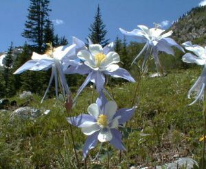 Columbines (photo by author)
