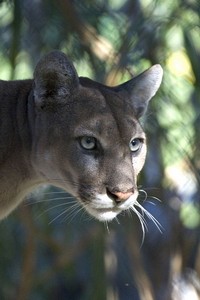 Florida panther
