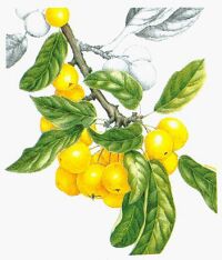 Golden Crab Apples by Ann Swan