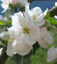 apple blossoms