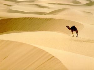 camel in the desert