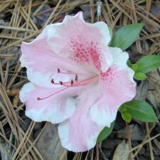 azalea 'Conversation'