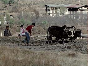 cultivation in Bhutan