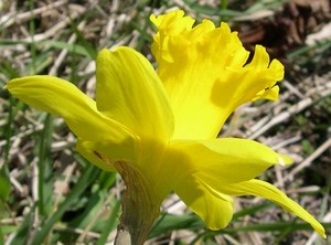 daffodil