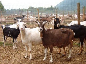 curious goats