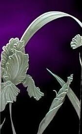 Iris etched on glass