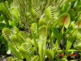 muscipula 'cup trap' - J Matteson, humboldt.edu