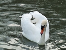 white swan