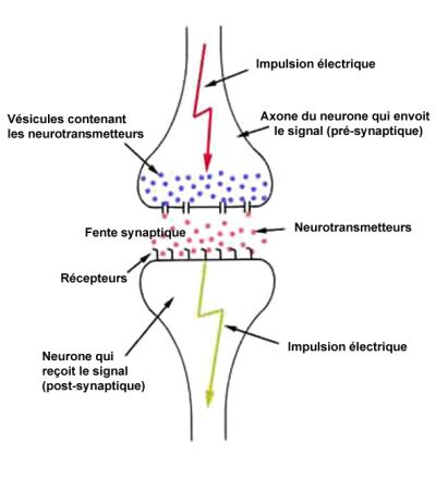 Neural synapse diagram from www.prolune.org