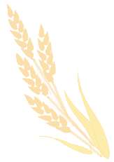 golden wheat